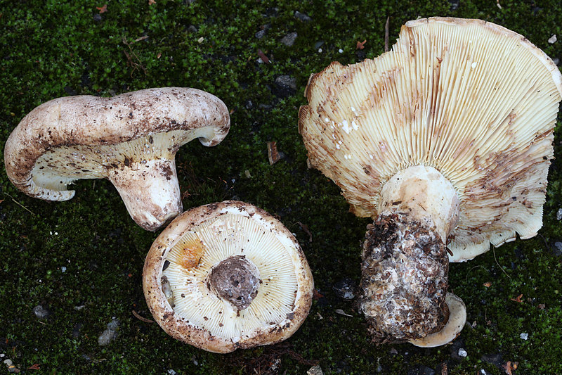 Bild 4 - Lactarius bertillonii(Thomas Glaser), 800x.JPG