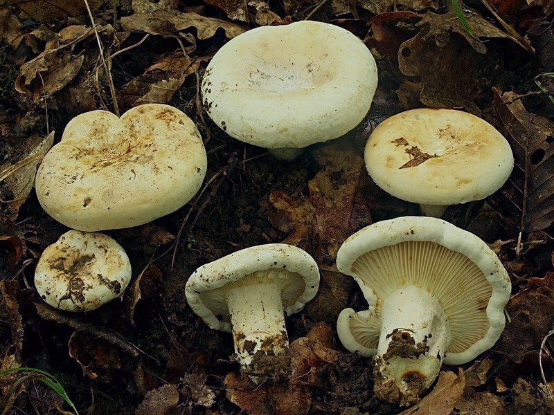 Bild 5 - Lactifluus bertillonii 28.07.21 Eifel 2_b (Karl Wehr), 800x.jpg