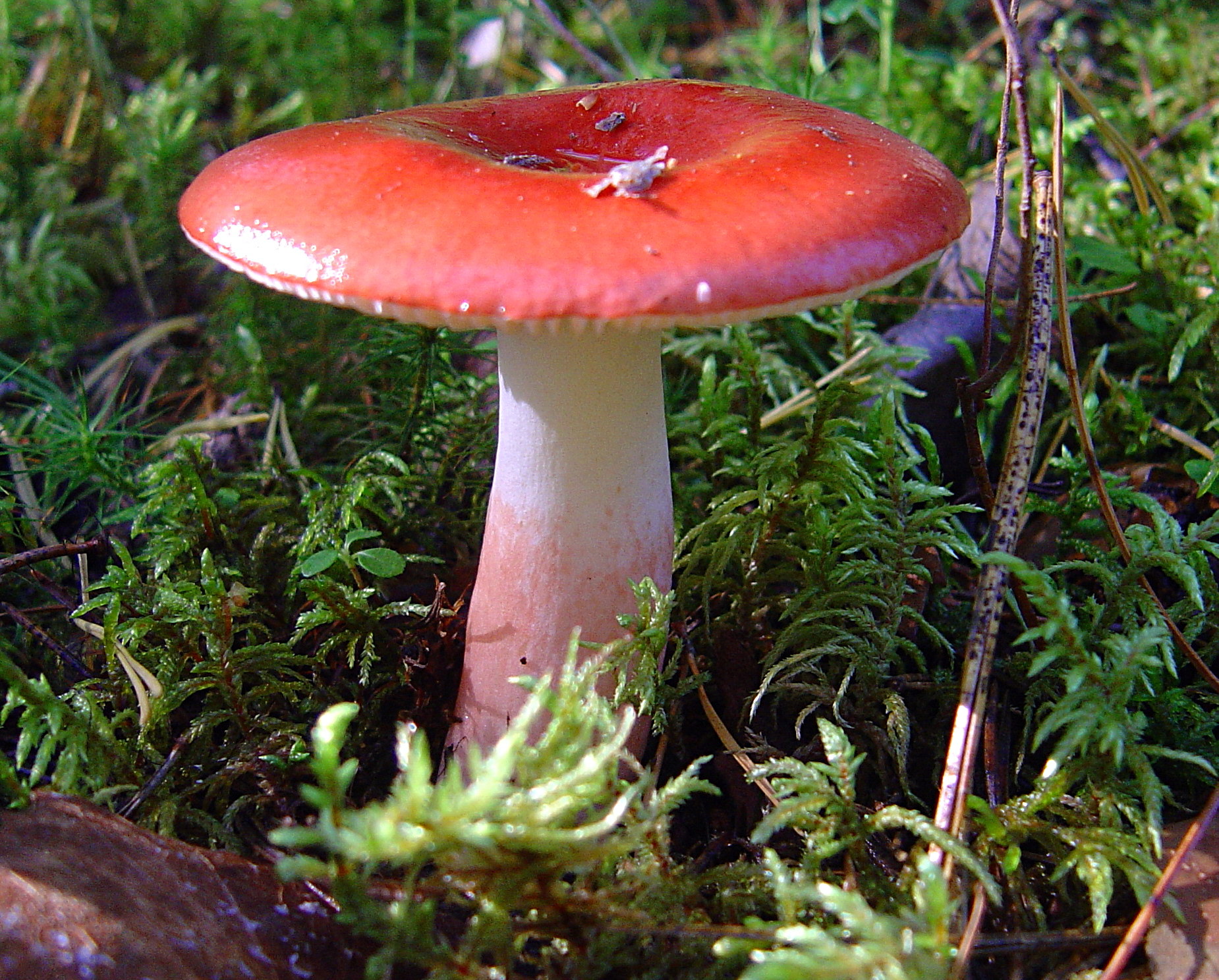 Bild 3 - 2007-08-25_Russula_rhodopus_Zvára_71534 (Anna Baykalova , wikipedia.org).jpg