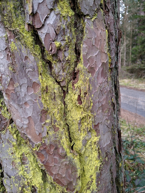 Bild 2 - vornehmlich in Borkenrissen, x800.jpeg