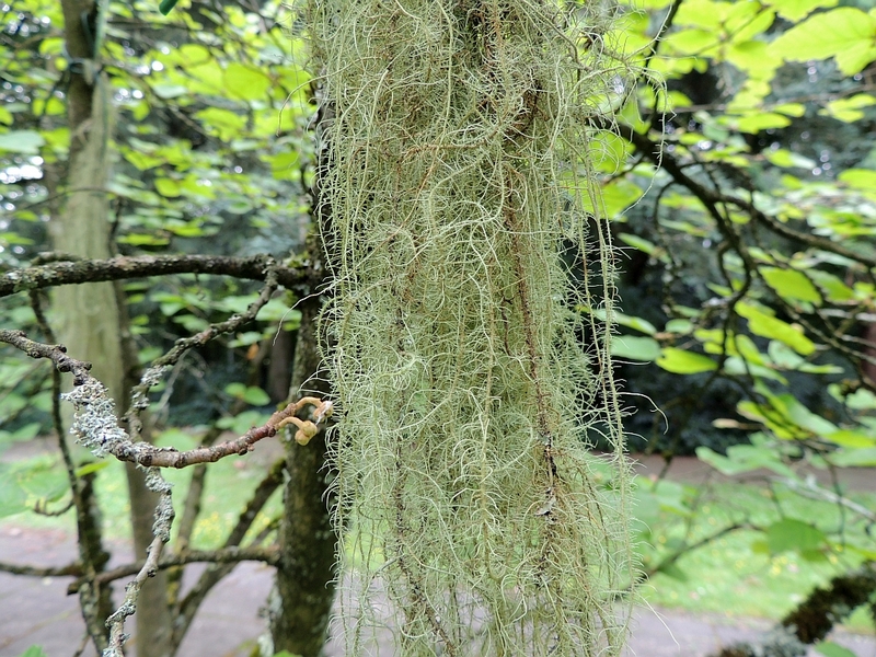 Bild 1 - usnea_dasypoga_4, Norbert Kühnberger, 800x.JPG