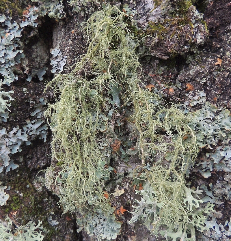 Bild 2 - usnea_dasypoga_1a, Norbert Kühnberger, 800x.jpg