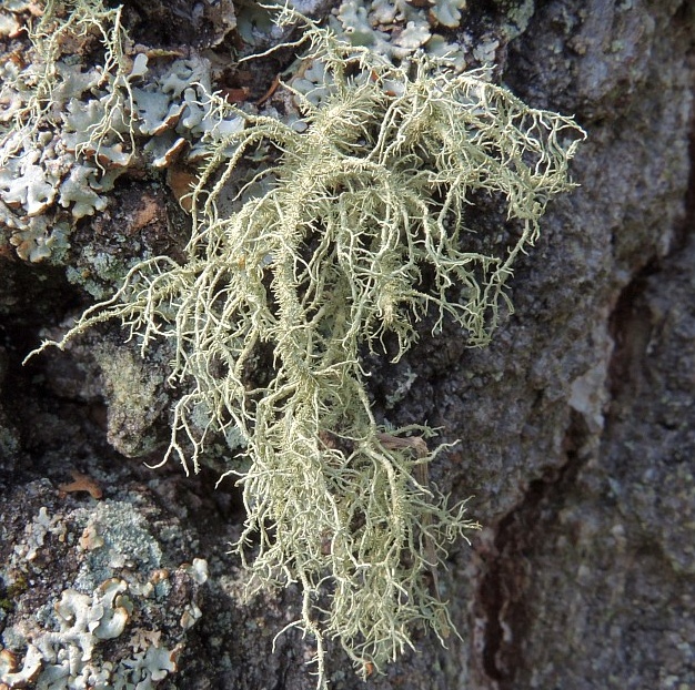 Bild 3 - usnea_dasypoga_2, Norbert Kühnberger.jpg