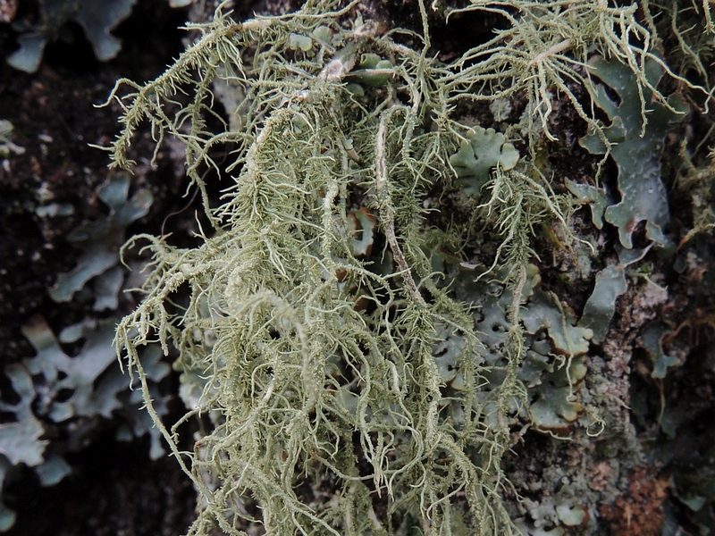 Bild 4 - usnea_dasypoga_1b, 800x.jpg