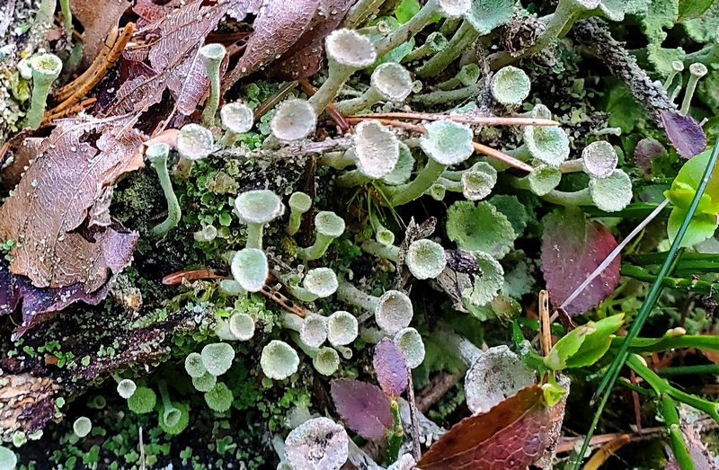 Bild 3 - Cladonia fimbriata, 20240406_113629_b, Liss Hoffmann, 800x.jpg