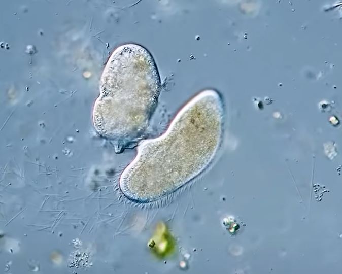 Didinium seitlich verbunden mit Paramecium.jpg