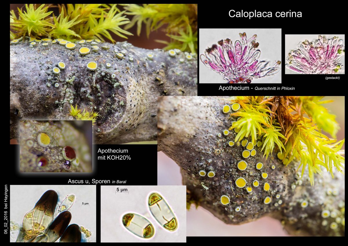 Caloplaca cerina, Wolfgang Kaiser, 1200x.jpg