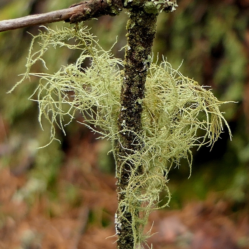 Bild 2 - Usnea, Zoom1, Liss Hoffmann, 800x.JPG