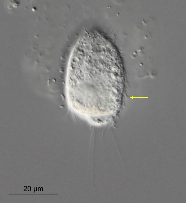 Mycterothrix tuamotuensis_06.jpg