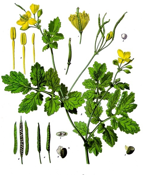 Chelidonium_majus_-_Köhler–s_Medizinal-Pflanzen-033.jpeg