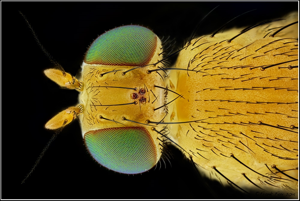 Fliege mit grünen Augen