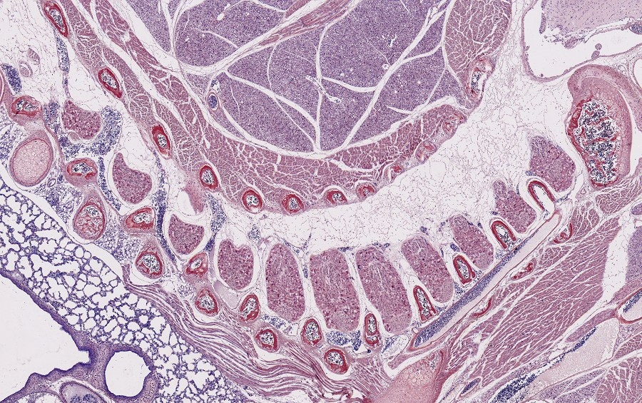 HISTOLOGIE: Knochenbildung in sechs verschiedene Doppel ...