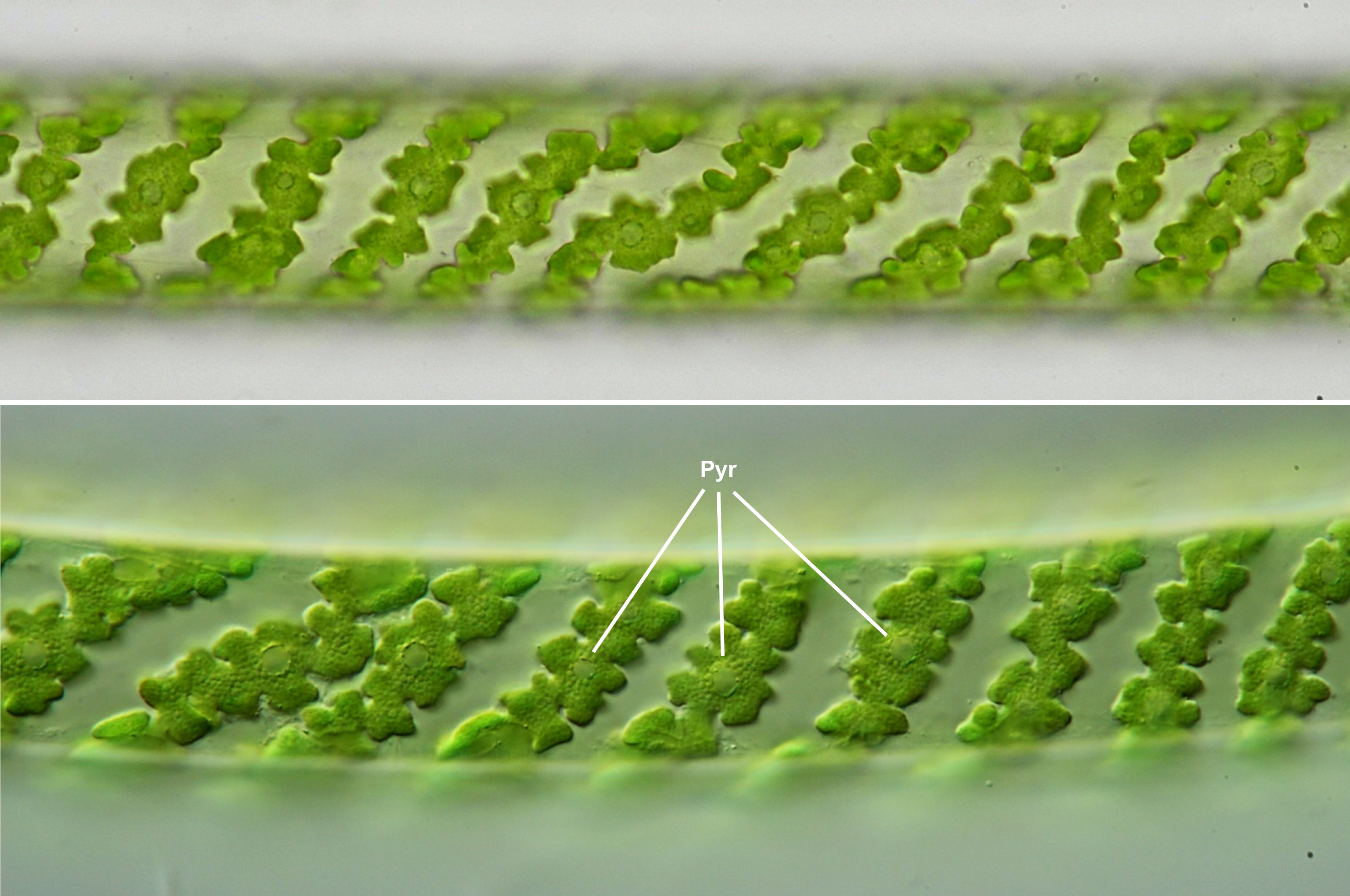 engelmann's experiment spirogyra